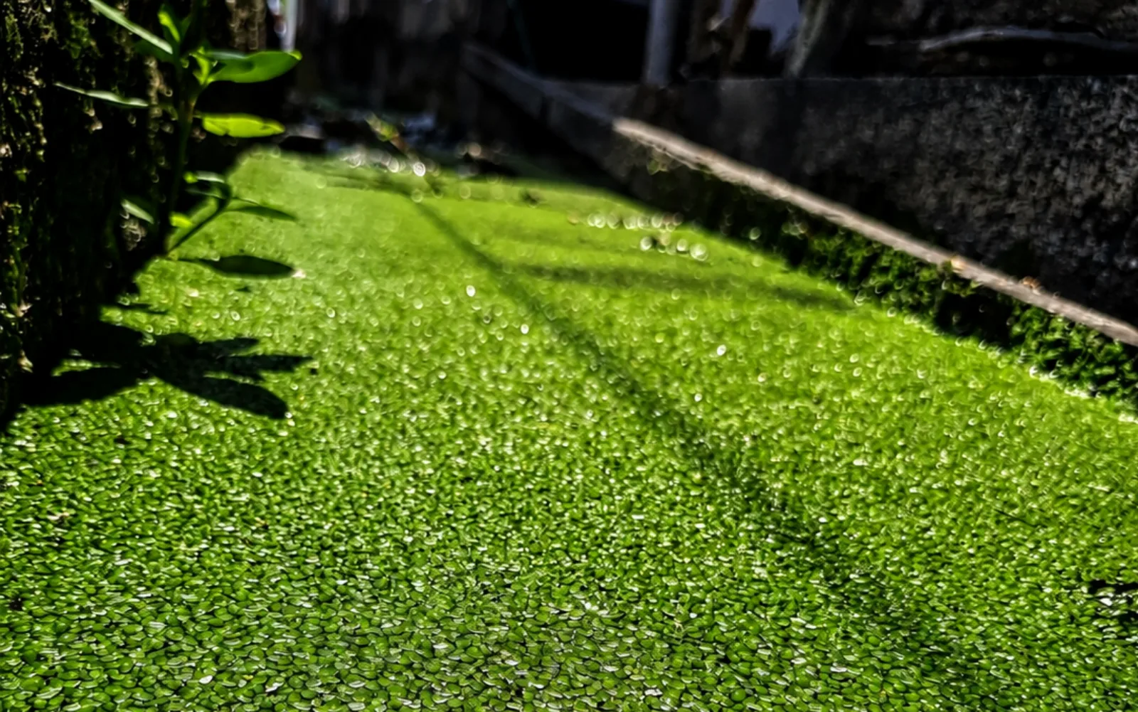 Could Duckweed Pectin Become a Bio-Binder?
